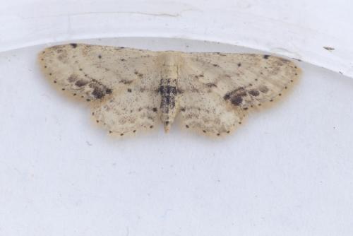 Réf. 190 275 : Idaea dimidiata